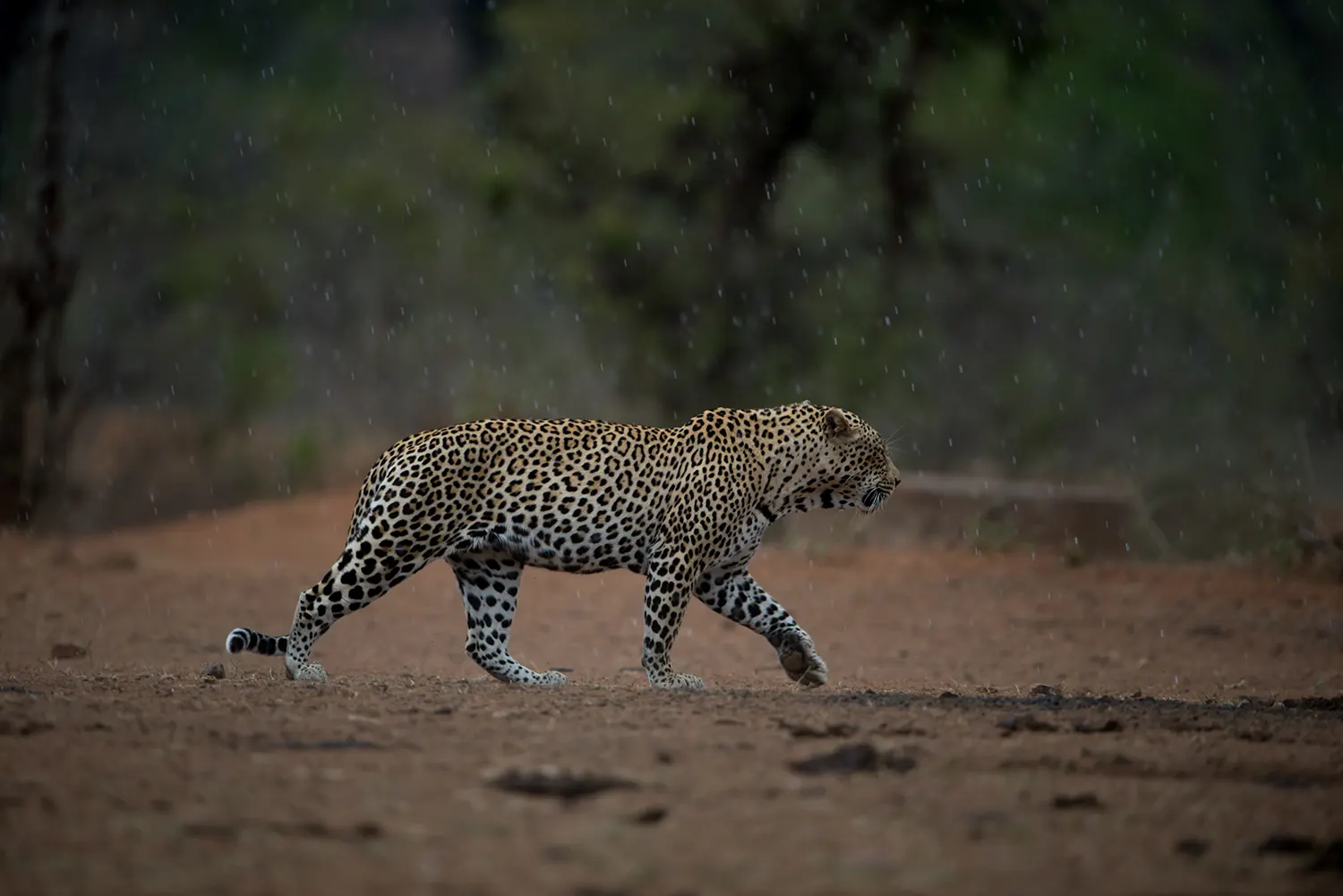 image_Wyndham Garden